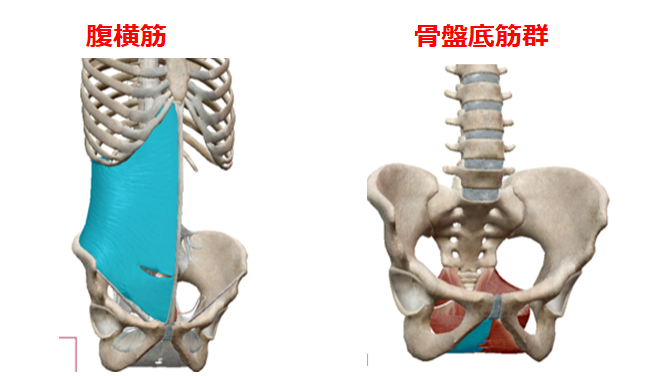 腹横筋＆骨盤底筋群